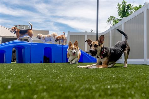 TOP 10 BEST Dog Daycare in Carmel, IN